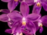 Phalaenopsis Jennifer Palermo (tetraspis x violacea) (3" pot)