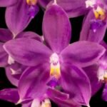 Phalaenopsis Jennifer Palermo (tetraspis x violacea) (3" pot)