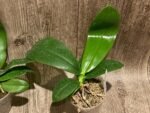 Phalaenopsis Jennifer Palermo (tetraspis x violacea) (3" pot) - Image 2