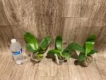 Phalaenopsis Jennifer Palermo (tetraspis x violacea) (3" pot) - Image 6