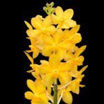 Vandachostylis Veeraphol Blooming Size (3.5” basket)