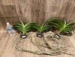Vandachostylis Veeraphol Blooming Size (3.5” basket) - Image 3