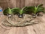 Vandachostylis Veeraphol Blooming Size (3.5” basket) - Image 9
