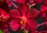 Vanda Laksi Blooming Size (3.5” basket)