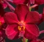 Vanda Laksi Blooming Size (3.5” basket)