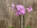 Phalaenopsis Yu Pin Fireworks (Dtps World Class 'Bigfoot' x Dtps Sogo Dove) (3.5" pot) - Image 4