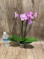 Phalaenopsis Yu Pin Fireworks (Dtps World Class 'Bigfoot' x Dtps Sogo Dove) (3.5" pot) - Image 5