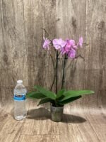 Phalaenopsis Yu Pin Fireworks (Dtps World Class 'Bigfoot' x Dtps Sogo Dove) (3.5" pot) - Image 6
