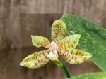 Phalaenopsis reichenbachiana x sib (3" pot) - Image 3
