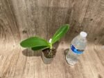 Phalaenopsis reichenbachiana x sib (3" pot) - Image 4