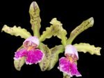 Fragrant Cattleya schilleriana semi-alba 'Queen Emeraldas' AM/AOS (2” Pot)