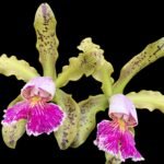 Fragrant Cattleya schilleriana semi-alba 'Queen Emeraldas' AM/AOS (2” Pot)