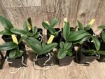Fragrant Cattleya schilleriana semi-alba 'Queen Emeraldas' AM/AOS (2” Pot) - Image 4