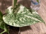 Rare Monstera Deliciosa 'Green Snow' Variegated Exact Plant (6.5” pot) - Image 7