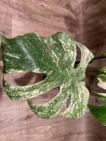 Rare Monstera Deliciosa 'Green Snow' Variegated Exact Plant (6.5” pot) - Image 5