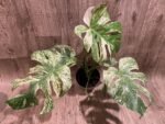 Rare Monstera Deliciosa 'Green Snow' Variegated Exact Plant (6.5” pot) - Image 13