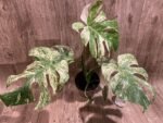 Rare Monstera Deliciosa 'Green Snow' Variegated Exact Plant (6.5” pot) - Image 2