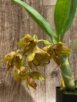 In Bloom Cycnoches Jean E. Monnier 'Dark Spots' × Cyc. Brown's Choice 'Spotted Swan' (2” pot) - Image 3