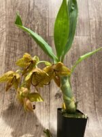 In Bloom Cycnoches Jean E. Monnier 'Dark Spots' × Cyc. Brown's Choice 'Spotted Swan' (2” pot) - Image 4