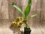 In Bloom Cycnoches Jean E. Monnier 'Dark Spots' × Cyc. Brown's Choice 'Spotted Swan' (2” pot) - Image 5