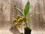 In Bloom Cycnoches Jean E. Monnier 'Dark Spots' × Cyc. Brown's Choice 'Spotted Swan' (2” pot) - Image 6
