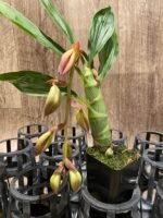 In Spike Cycnoches Cafe au Lait 'Black Gold' x Cyc. The Grinch 'Black Swan' (2” pot) - Image 5