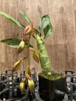 In Spike Cycnoches Cafe au Lait 'Black Gold' x Cyc. The Grinch 'Black Swan' (2” pot) - Image 6