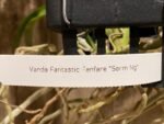 Vanda Fantastic Fanfare "Sarm Ng” Blooming Size (3.5” basket) - Image 8