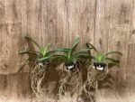 Vanda Fantastic Fanfare "Sarm Ng” Blooming Size (3.5” basket) - Image 7
