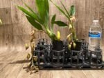 In Spike Cycnoches Cafe au Lait 'Black Gold' x Cyc. The Grinch 'Black Swan' (2” pot) - Image 2