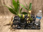 In Spike Cycnoches Cafe au Lait 'Black Gold' x Cyc. The Grinch 'Black Swan' (2” pot) - Image 3