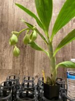 In Spike Cycnoches Bronze Vixen 'Red Fox' x Cyc. warscewiczii (2” pot) - Image 4