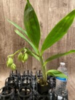 In Spike Cycnoches Bronze Vixen 'Red Fox' x Cyc. warscewiczii (2” pot) - Image 2