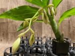 In Spike Cycnoches Baker's Paradise 'Caramel' x Cyc. Cygnus Atratus 'Firebird' AM/AOS (2” pot)
