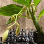 In Spike Cycnoches Baker's Paradise 'Caramel' x Cyc. Cygnus Atratus 'Firebird' AM/AOS (2” pot)
