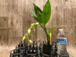 In Spike Cycnoches Alexis Jesus Pardo 'Stardust' × Cyc. Brown's Choice 'Spotted Swan' (2” pot) - Image 2