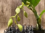 In Spike Cycnoches Alexis Jesus Pardo 'Stardust' × Cyc. Brown's Choice 'Spotted Swan' (2” pot)