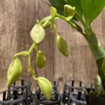 In Spike Cycnoches Alexis Jesus Pardo 'Stardust' × Cyc. Brown's Choice 'Spotted Swan' (2” pot)