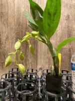 In Spike Cycnoches Alexis Jesus Pardo 'Stardust' × Cyc. Brown's Choice 'Spotted Swan' (2” pot) - Image 3