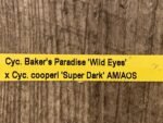 In Spike Cycnoches Baker's Paradise 'Wild Eyes' 1 x Cyc. cooperl 'Super Dark' AM/AOS (2” pot) - Image 5