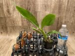 In Spike Cycnoches Baker's Paradise 'Wild Eyes' 1 x Cyc. cooperl 'Super Dark' AM/AOS (2” pot) - Image 2