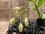 In Spike Cycnoches William Clarke '#2' x Cyc. Brown's Choice 'Spotted Swan' (2” pot) - Image 3