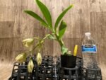 In Spike Cycnoches William Clarke '#2' x Cyc. Brown's Choice 'Spotted Swan' (2” pot) - Image 5