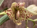 In Spike Cycnoches William Clarke '#2' x Cyc. Brown's Choice 'Spotted Swan' (2” pot)