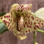 In Spike Cycnoches William Clarke '#2' x Cyc. Brown's Choice 'Spotted Swan' (2” pot)