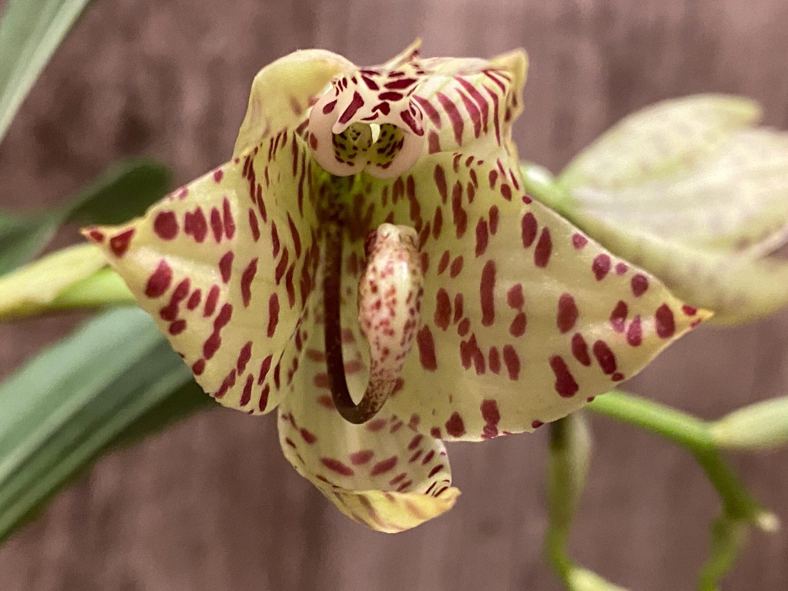 il_fullxfull.8559604333_o73u.jpg In Spike Cycnoches William Clarke '#2' x Cyc. Brown's Choice 'Spotted Swan' (2” pot) - Image 1