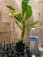 In Spike Cycnoches Richard Brandon 'SVO'  x Cyc. The Grinch 'Black Wings' AM/AOS (2” pot) - Image 3