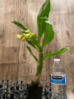 In Spike Cycnoches Richard Brandon 'SVO'  x Cyc. The Grinch 'Black Wings' AM/AOS (2” pot) - Image 2