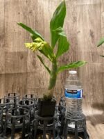 In Spike Cycnoches Richard Brandon 'SVO'  x Cyc. The Grinch 'Black Wings' AM/AOS (2” pot) - Image 4