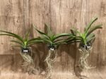Vandachostylis (Crownfox Red Gem x Vanda Doctor Anek) Blooming Size (3.5” basket) - Image 6